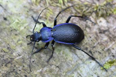 <i>Carabus problematicus</i>