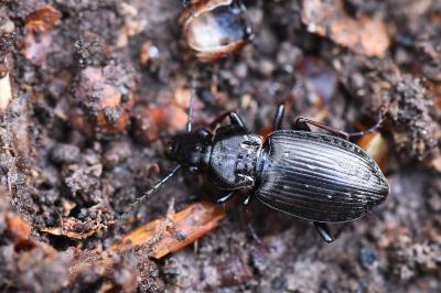 <i>Pterostichus oblongopunctatus</i>
