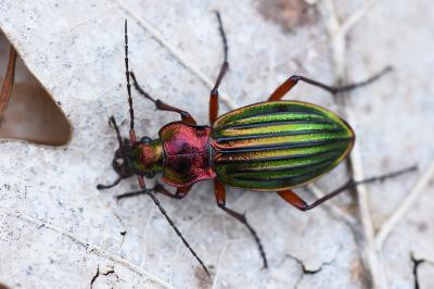<i>Carabus auronitens</i>
