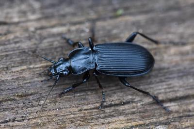 <i>Pterostichus niger</i>