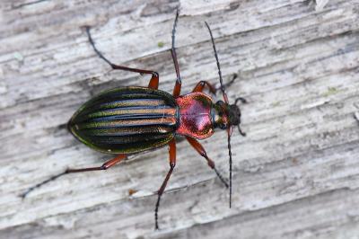 <i>Carabus auronitens</i>