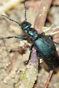 <i>Meloe proscarabaeus</i>