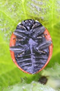 <i>Coccinella septempunctata</i>
