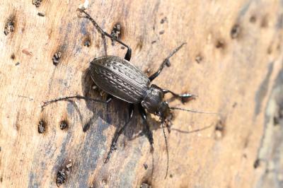 Carabus granulatus