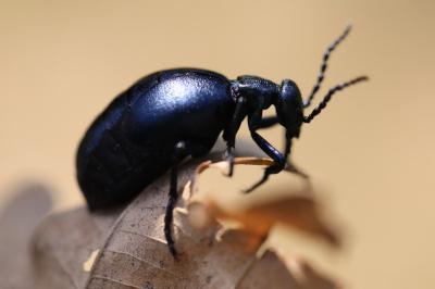 <i>Meloe violaceus</i>