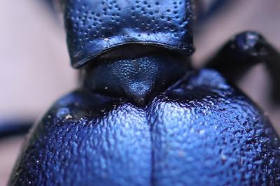 <i>Meloe violaceus</i>