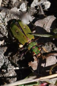 <i>Cicindela campestris</i>