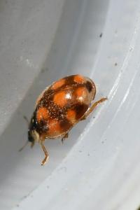 <i>Adalia decempunctata</i>