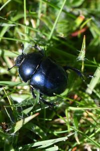 <i>Trypocopris</i>