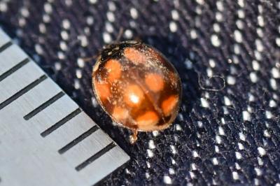 <i>Adalia decempunctata</i>