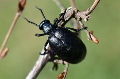 <i>Meloe violaceus</i>