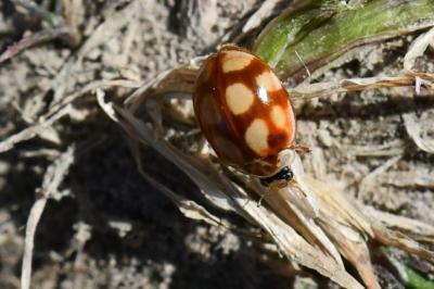<i>Adalia decempunctata</i>