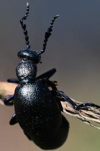 <i>Meloe violaceus</i>