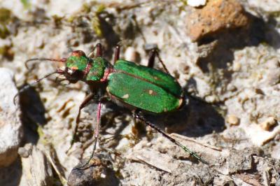 <i>Cicindela campestris</i>