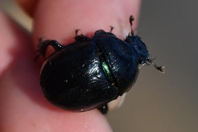 <i>Anoplotrupes stercorosus</i>