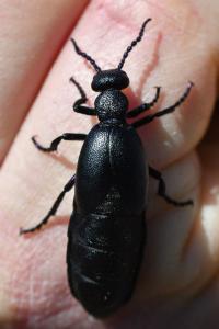 <i>Meloe violaceus</i>