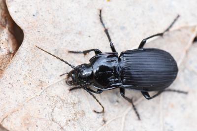 <i>Abax parallelepipedus</i>