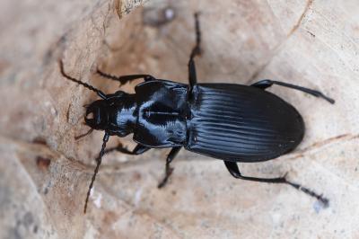 <i>Abax parallelus</i>