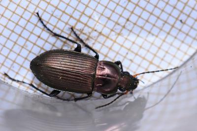 <i>Poecilus cupreus</i>