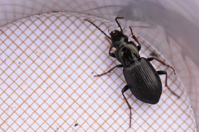<i>Pterostichus oblongopunctatus</i>