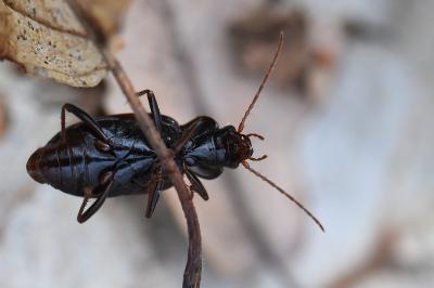<i>Nebria brevicollis</i>