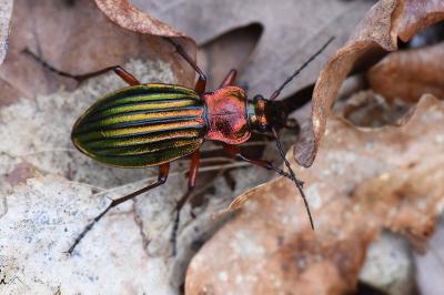 <i>Carabus auronitens</i>