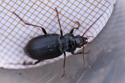 <i>Nebria brevicollis</i>