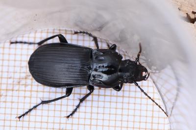<i>Abax parallelepipedus</i>