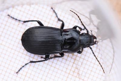 <i>Abax parallelepipedus</i>