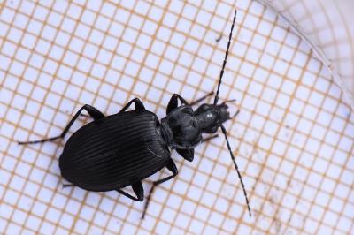 <i>Platynus assimilis</i>