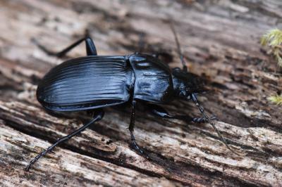 <i>Abax parallelepipedus</i>