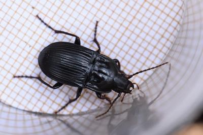 <i>Abax ovalis</i>