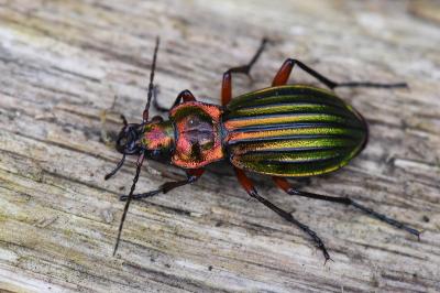 <i>Carabus auronitens</i>