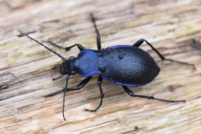 <i>Carabus problematicus</i>