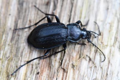 <i>Carabus arvensis</i>