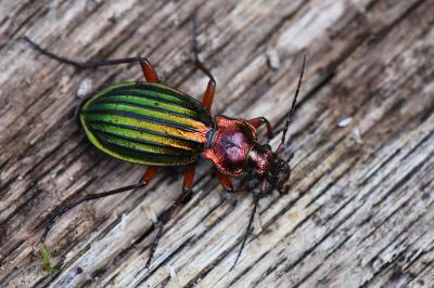 <i>Carabus auronitens</i>