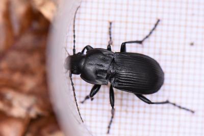 <i>Abax parallelepipedus</i>