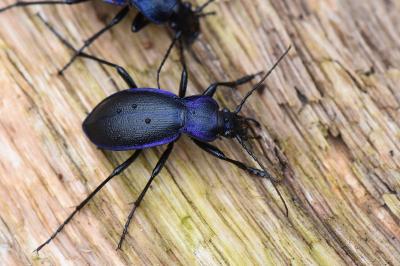 <i>Carabus problematicus</i>