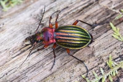 <i>Carabus auronitens</i>