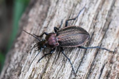 <i>Carabus arvensis</i>