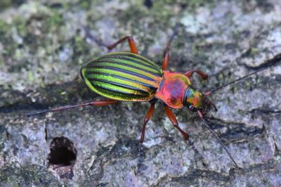 <i>Carabus auronitens</i>