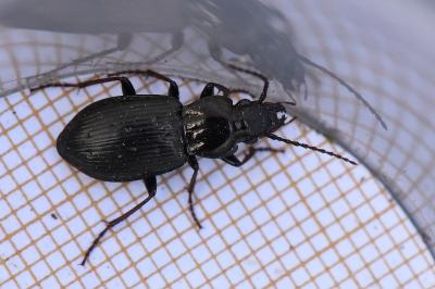 <i>Pterostichus oblongopunctatus</i>