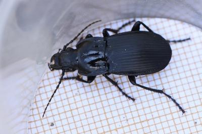 <i>Abax parallelepipedus</i>