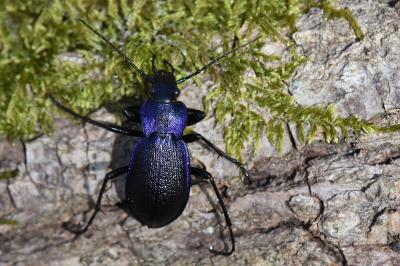 <i>Carabus problematicus</i>
