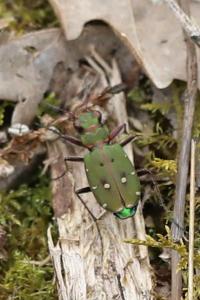 <i>Cicindela campestris</i>