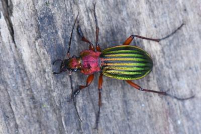 <i>Carabus auronitens</i>