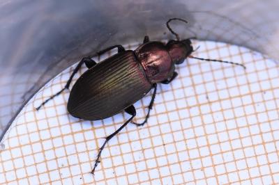 <i>Poecilus cupreus</i>
