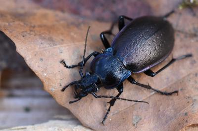 <i>Carabus nemoralis</i>