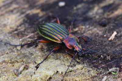 <i>Carabus auronitens</i>