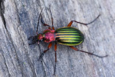 <i>Carabus auronitens</i>